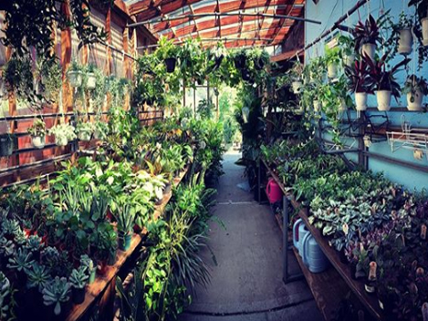 Plants Brooklyn Plant Nursery Nyc Nurseries Garden Centers