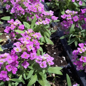 Alyssum