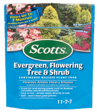 Scotts Evergreen Flowering Tree and Shrub